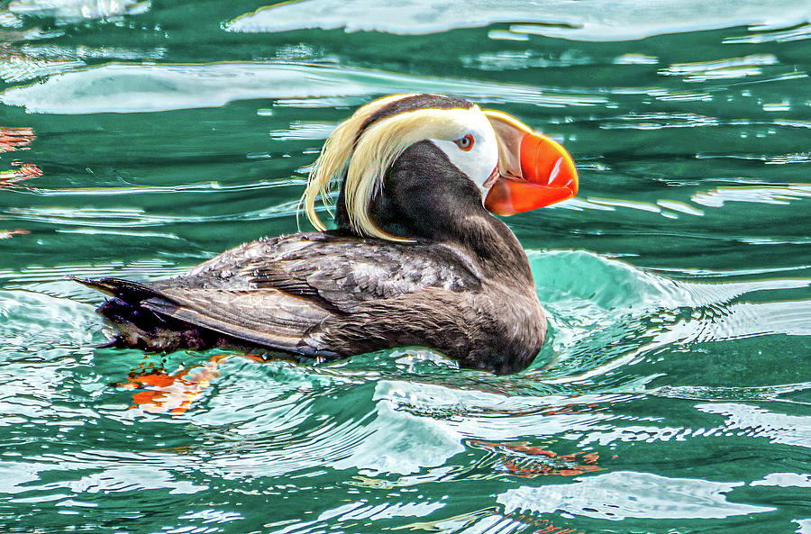 Crested or Tufted Puffin Photograph by Douglas Wielfaert