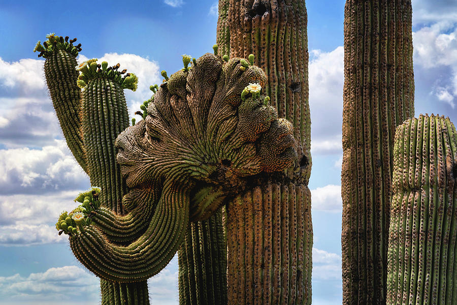 Crested Saguaro A Bloom Photograph by Saija Lehtonen