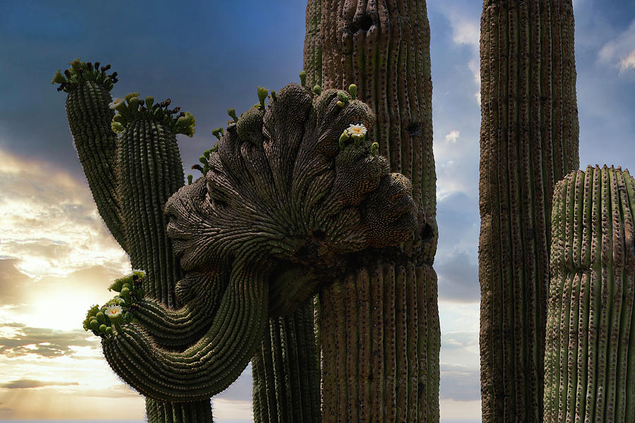 Crested Saguaro Abstract  Photograph by Saija Lehtonen