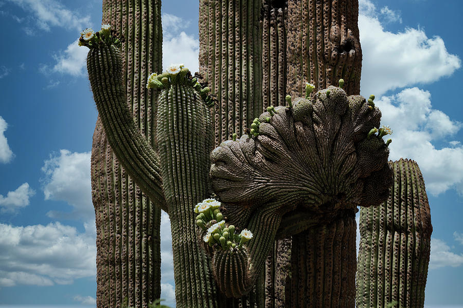 Crested Saguaro And Blue Skies  Photograph by Saija Lehtonen