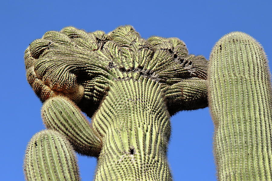 Crested Saguaro at Organ Pipe Cactus National Monument Photograph by Steve Wolfe