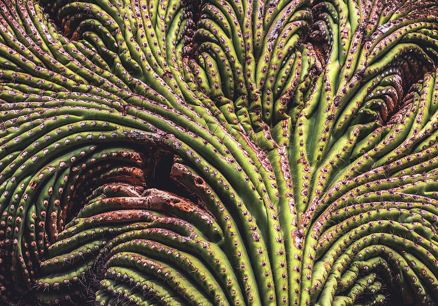Crested Saguaro Cactus Close Up, Arizona Photograph by Abbie Matthews