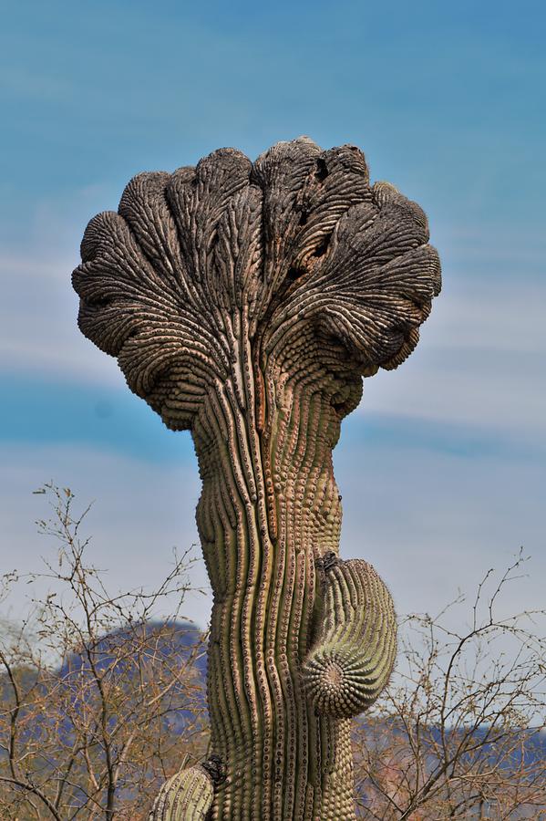 Crested Saguaro Cactus Photograph by Dennis Boyd - Pixels