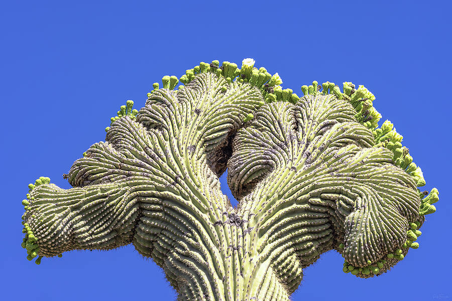Crested Saguaro Cactus Photograph by Rick Furmanek