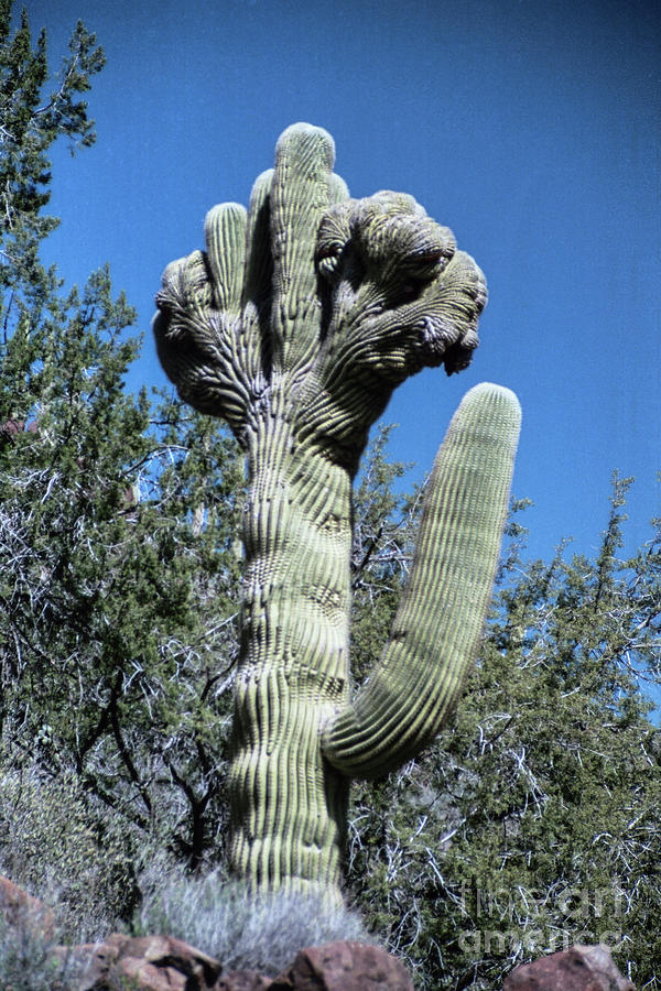 Crested Saguaro Photograph by Kathy McClure