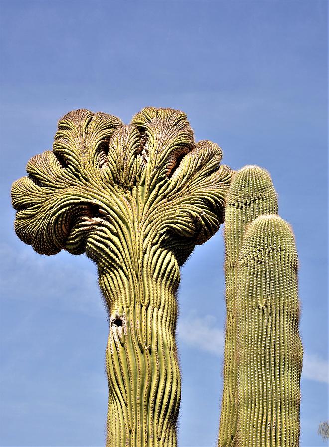 Crested Saguaro Photograph by Vicky Sweeney - Fine Art America