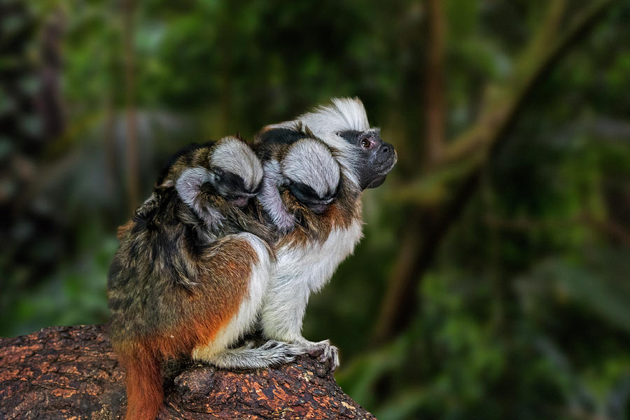 Crested Tamarin with Babies Photograph by Arterra Picture Library