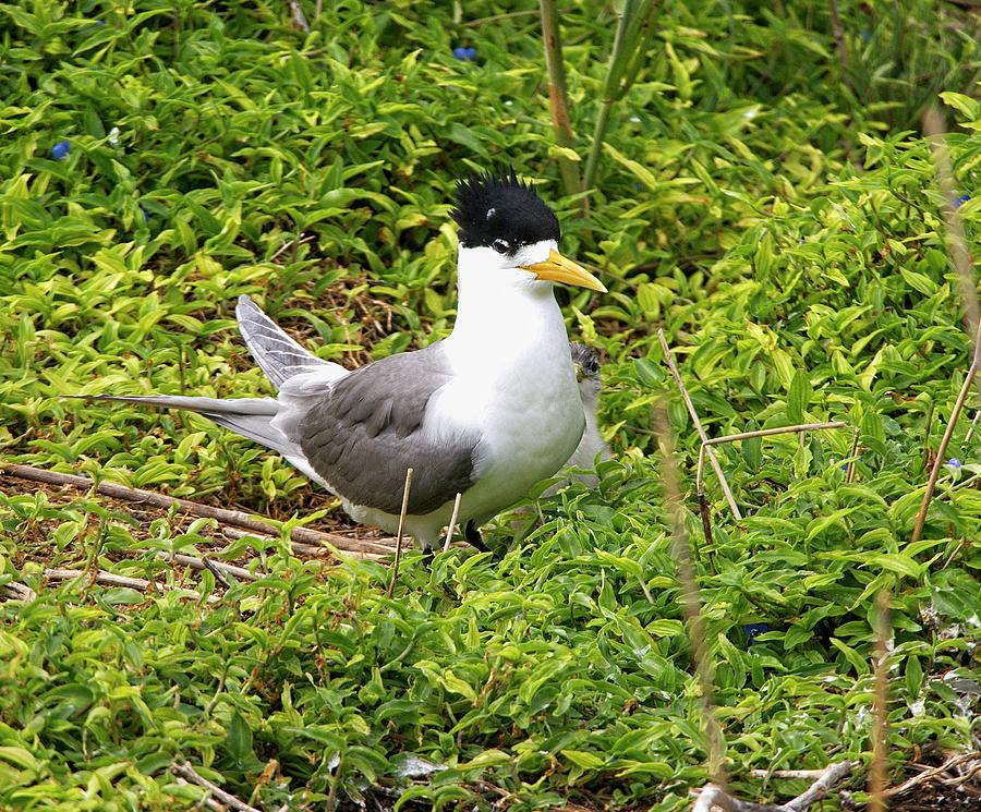 Crested Tern and Chick, Australia Photograph by Steven Ralser