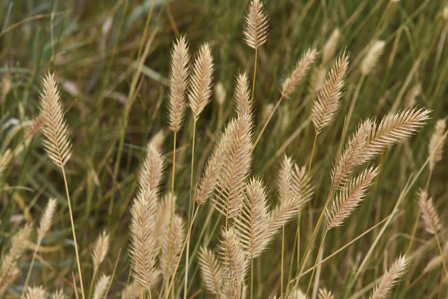 Crested Wheatgrass Photograph by Flo McKinley - Fine Art America