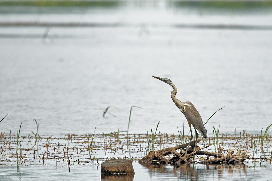 Crex Meadows Lake with Great Blue Heron Photograph by Natural Focal Point Photography