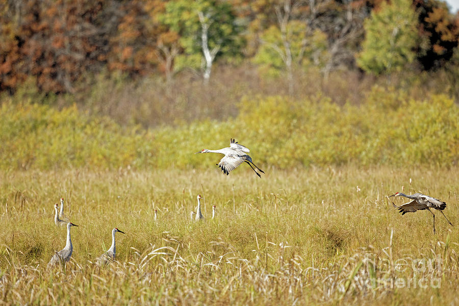 Crex Meadows Sandhill Crane Fall Migration Photograph by Natural Focal Point Photography