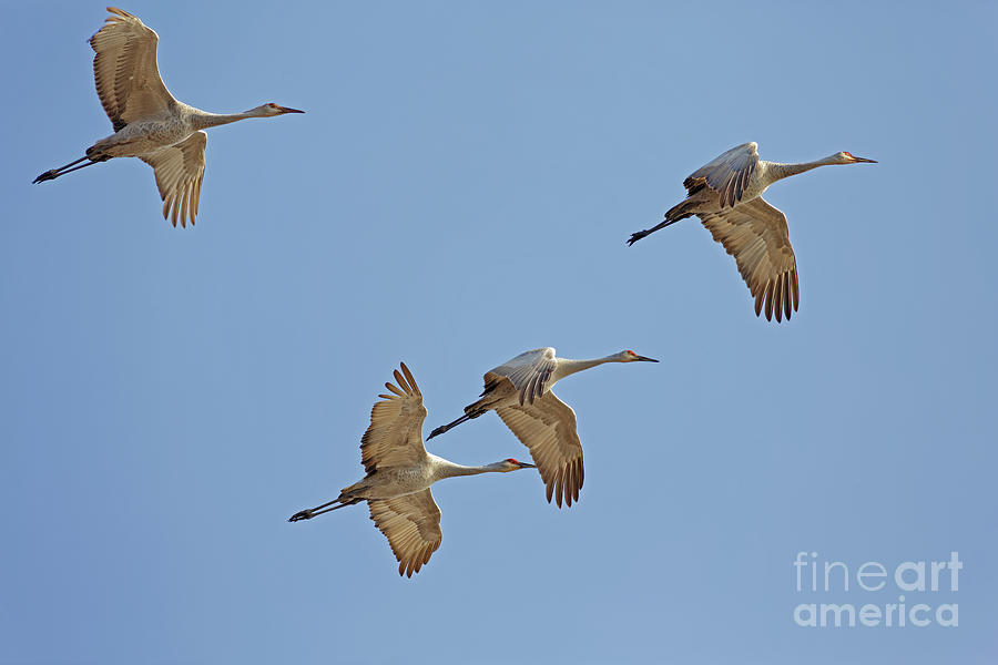 Crex Meadows Sandhill Crane Flight Photograph by Natural Focal Point Photography