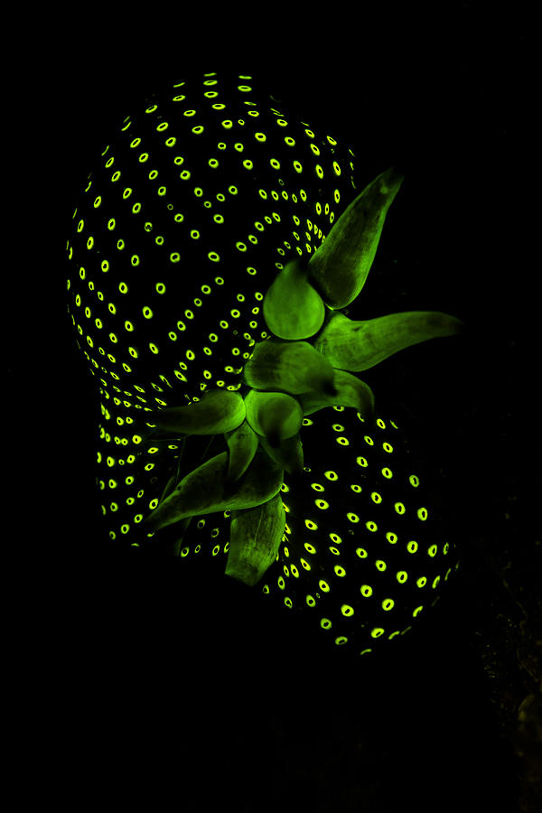 Cribrinopsis crassa Photograph by Raimundo Fernandez Diez