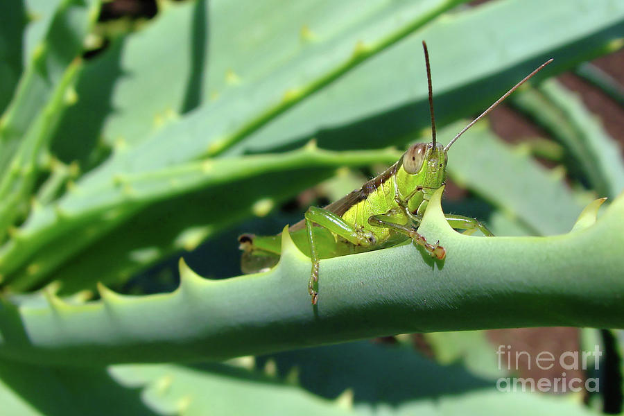 Cricket camouflage Photograph by Delphimages Photo Creations
