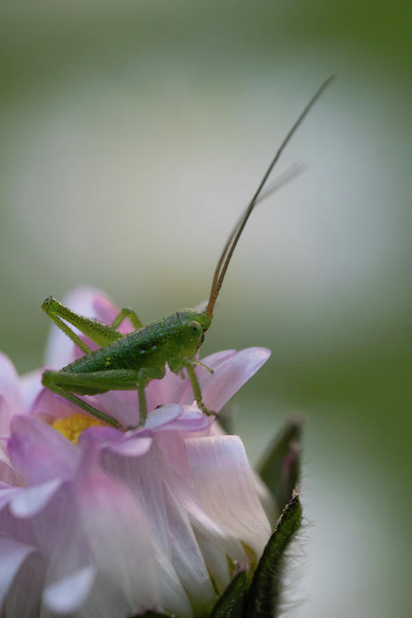 Cricket On A Pink Flower Photograph
