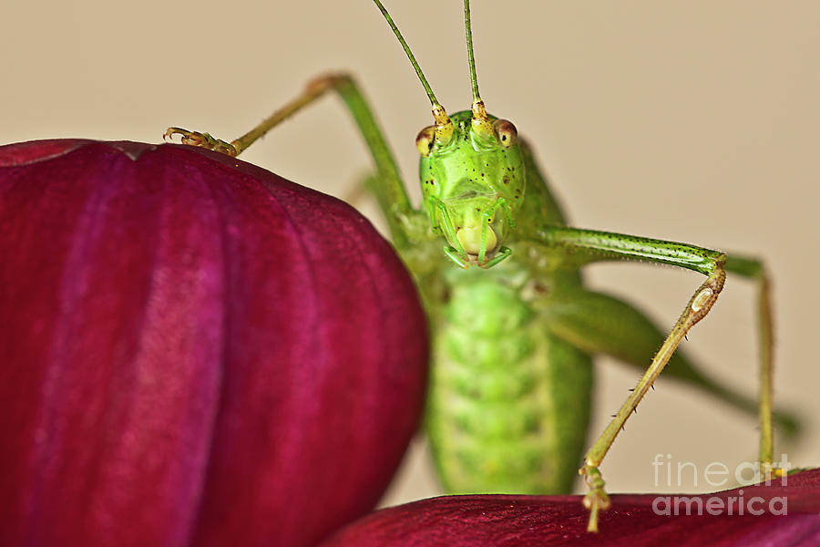 A Conversation-standing Up Cricket On Red Dahlia Flower Asking  Who Are You? Lets Talk Real Macro #1 Photograph by Tatiana Bogracheva