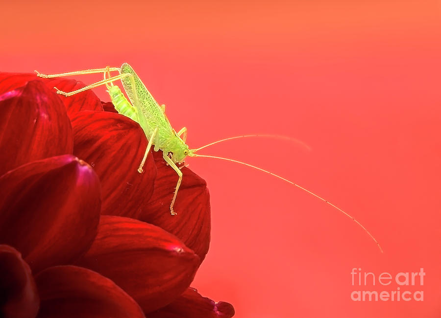 Charming Green Happy Cricket On Vivid Bright Red Dahlia Photograph by Tatiana Bogracheva