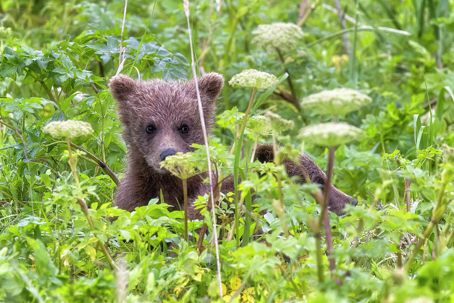 Crimps Cubs Hiding in the Grass, No. 1 Photograph by Belinda Greb