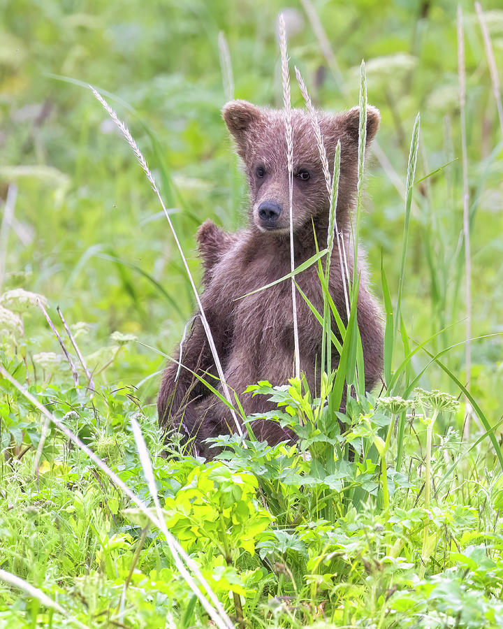 Crimps Cubs Hiding in the Grass, No. 2 Photograph by Belinda Greb
