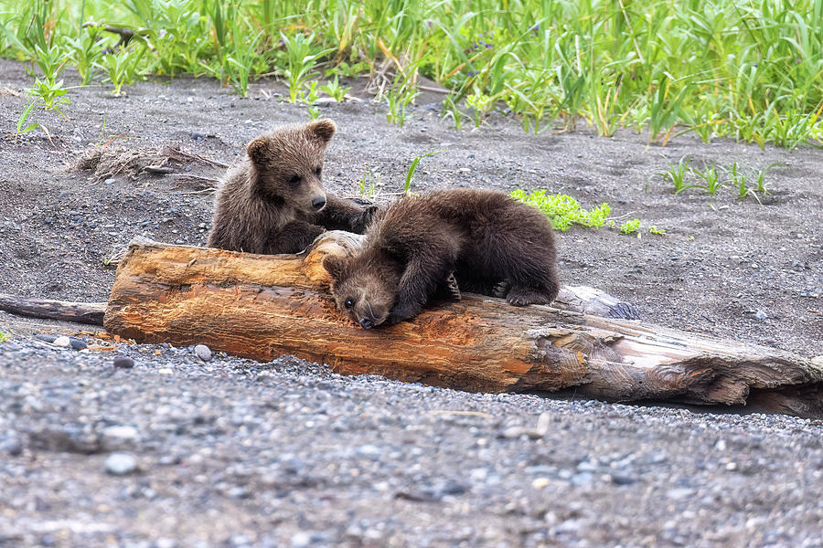 Crimps Cubs Playing on a Log, No. 1 Photograph by Belinda Greb