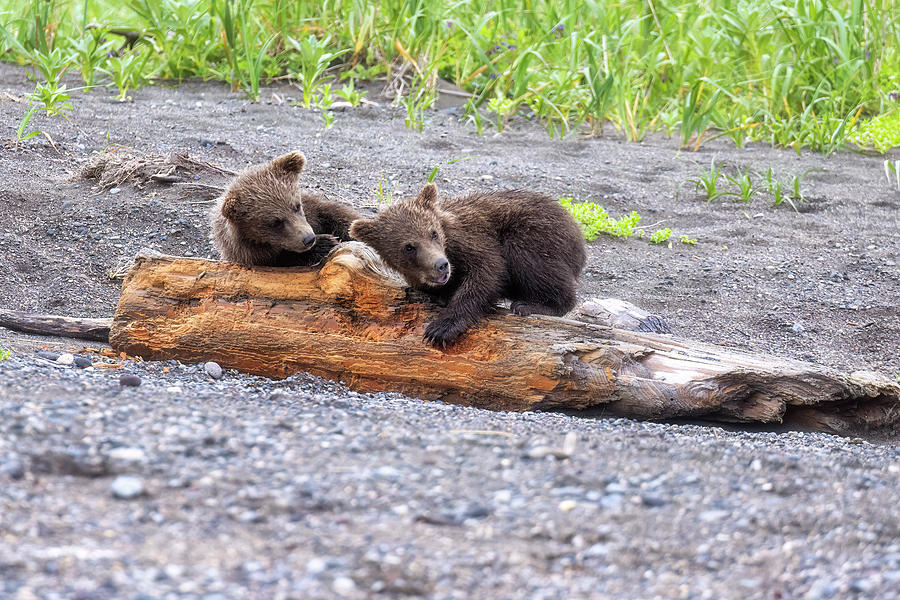Crimps Cubs Playing on a Log, No. 2 Photograph by Belinda Greb