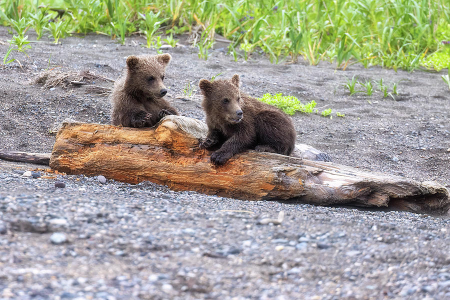 Crimps Cubs Playing on a Log, No. 3 Photograph by Belinda Greb