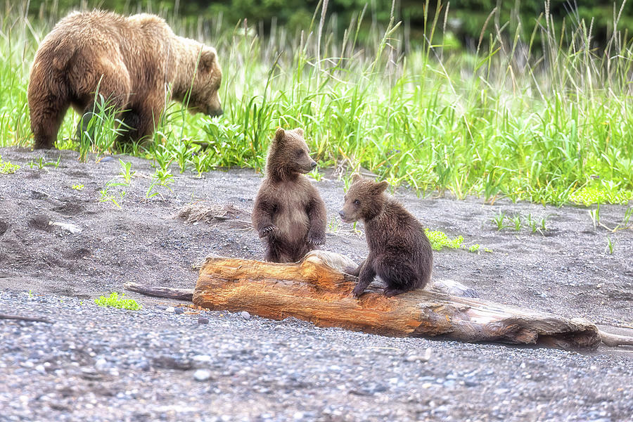 Crimps Cubs Playing on a Log, No. 4 Photograph by Belinda Greb