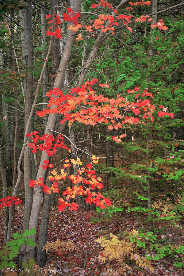 Crimson Acadia Photograph