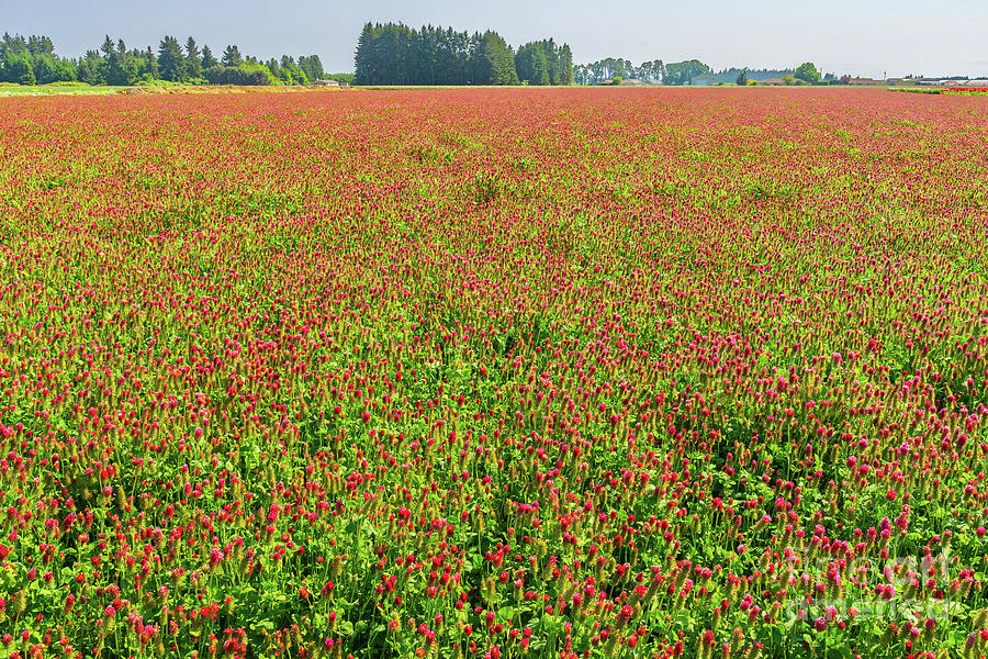 Crimson And Clover Over And Over Photograph by Nick Boren - Pixels