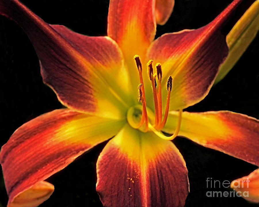 Crimson And Yellow Photograph by Kathy M Krause
