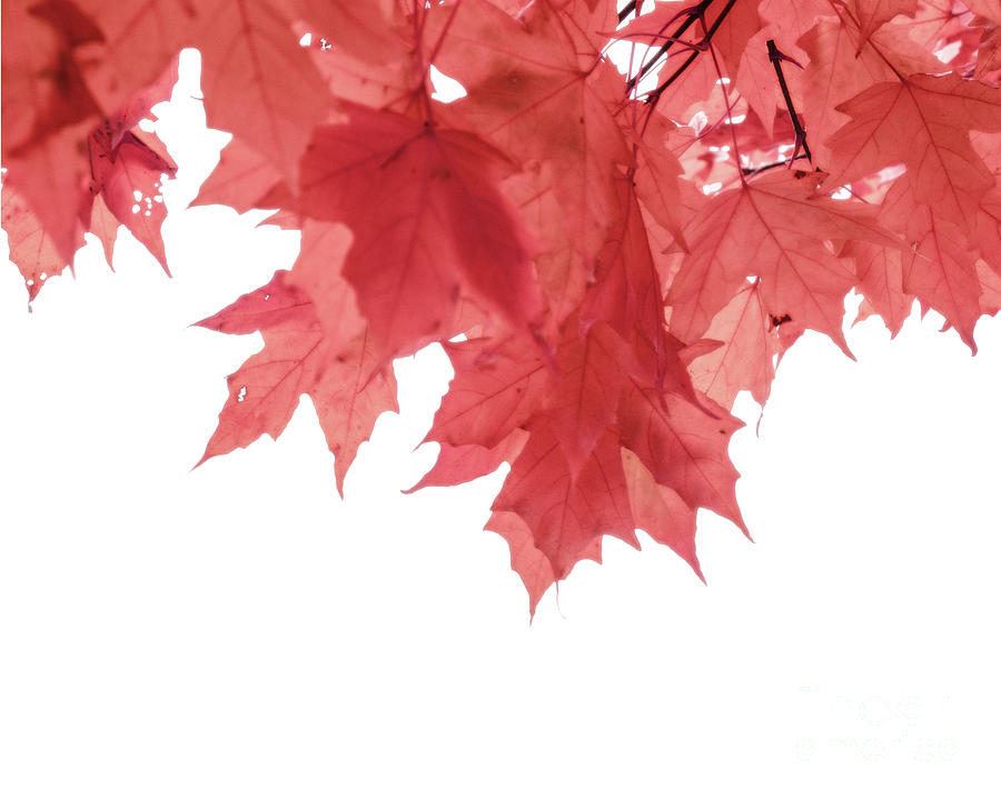 Nature Photograph - Crimson Autumn Leaves by Hal Halli