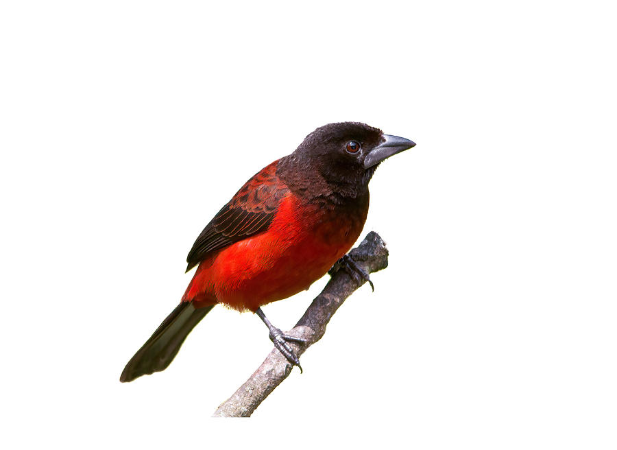 Crimson-backed Tanager Photograph by Nature and Wildlife Photography