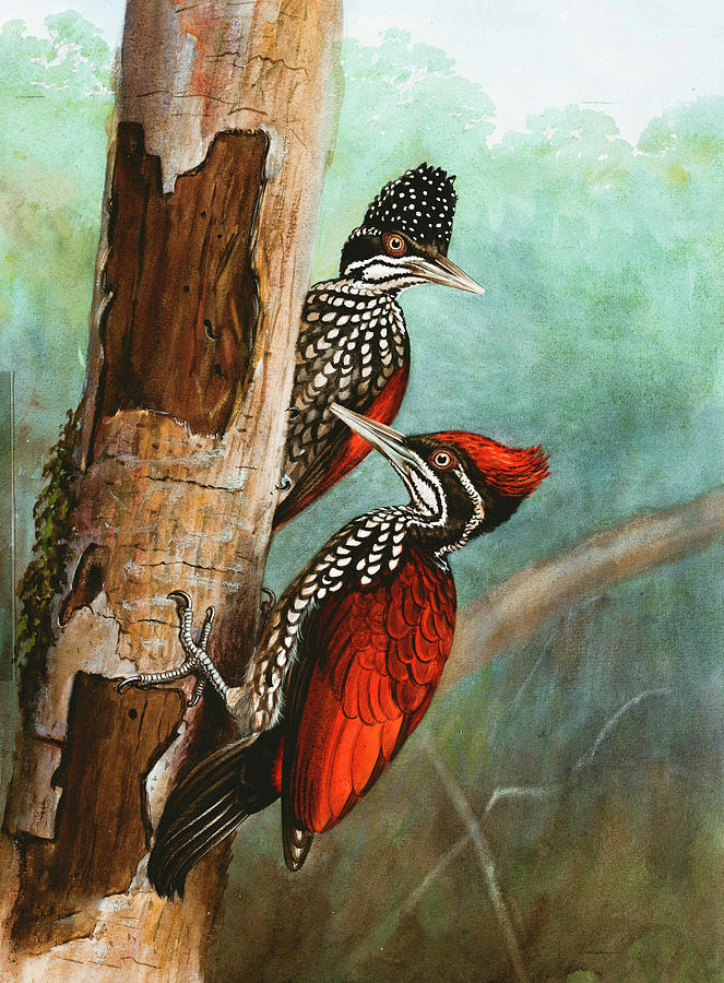 Woodpecker Painting - Crimson-backed Woodpeckers by Long Shot