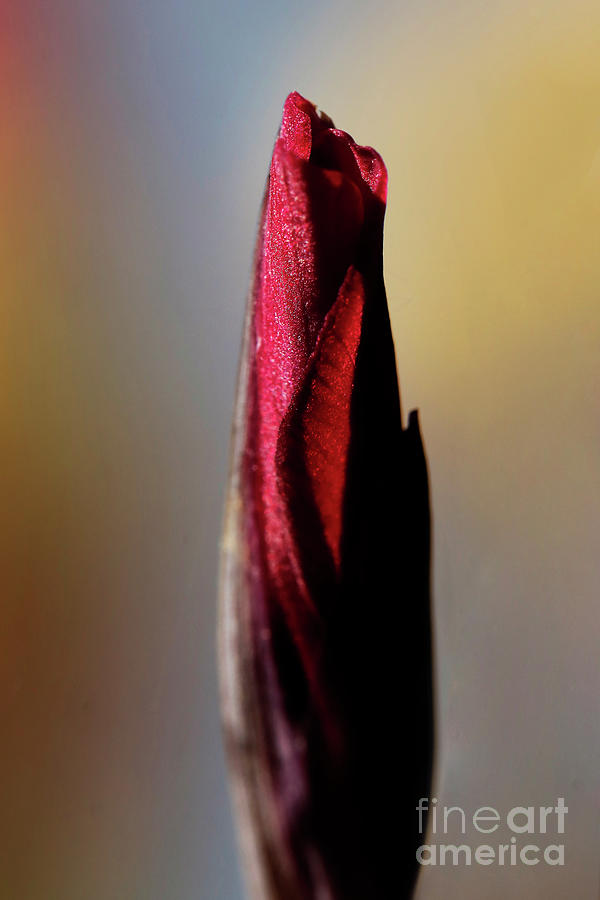 Crimson Beauty Photograph by Terri Waters