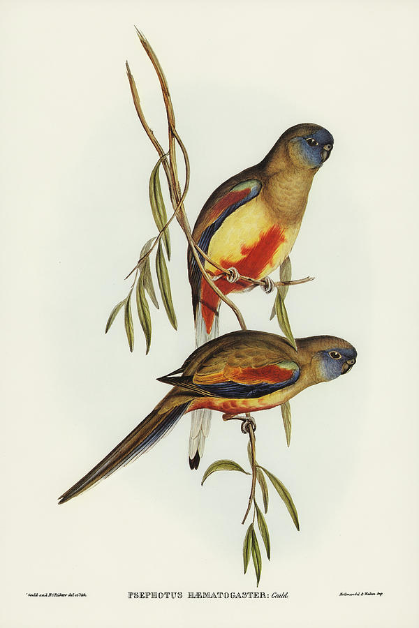John Gould Drawing - Crimson-bellied Parakeet, Psephotus haematogaster by John Gould
