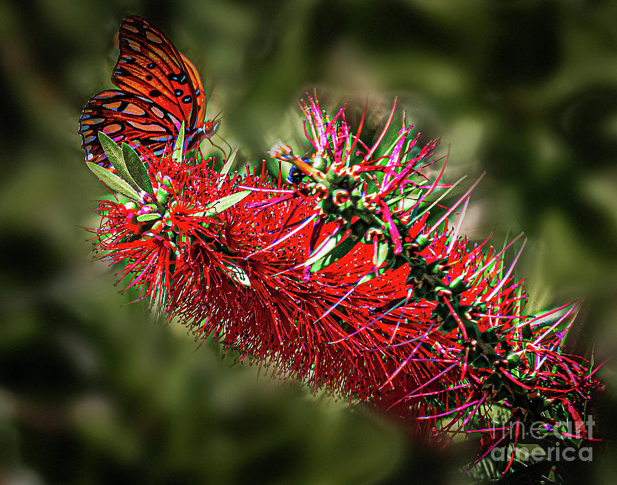 Crimson Bottlebrush and Butterfly Photograph by Thomas Marchessault