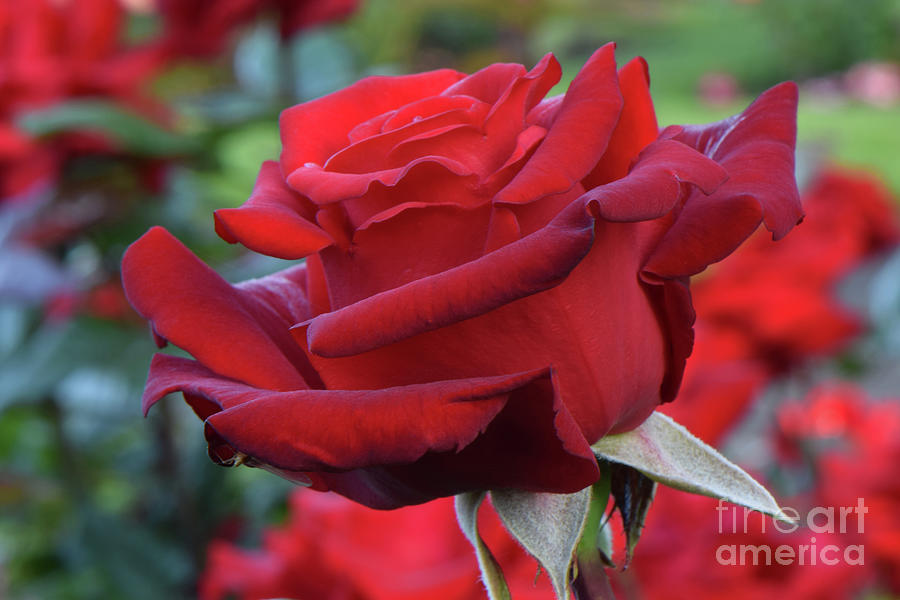 Summer Photograph - Crimson Bouquet Red Rose 02 by Emerald Studio Photography