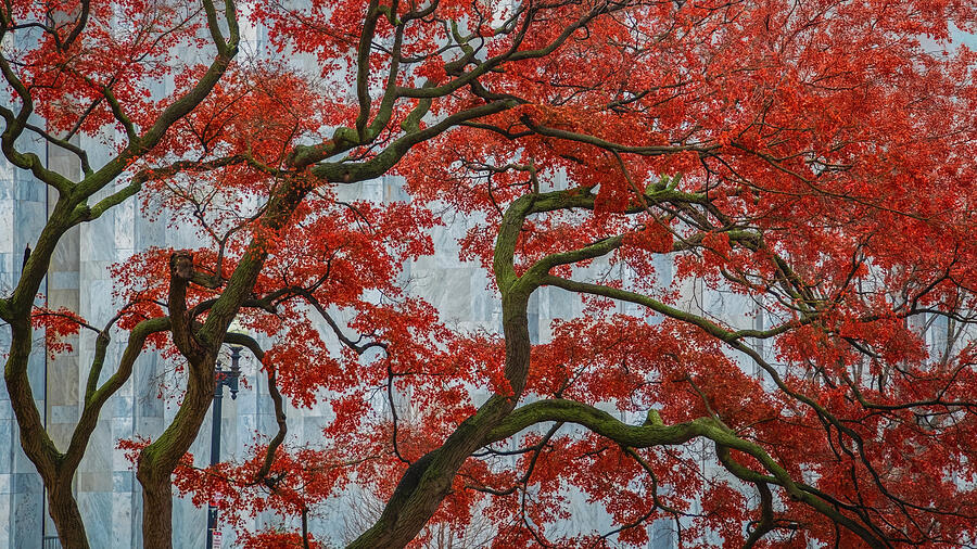 Crimson Canopy Against Time Photograph by Dodie Ross Crimson Canopy Against Time Photograph by Dodie Ross