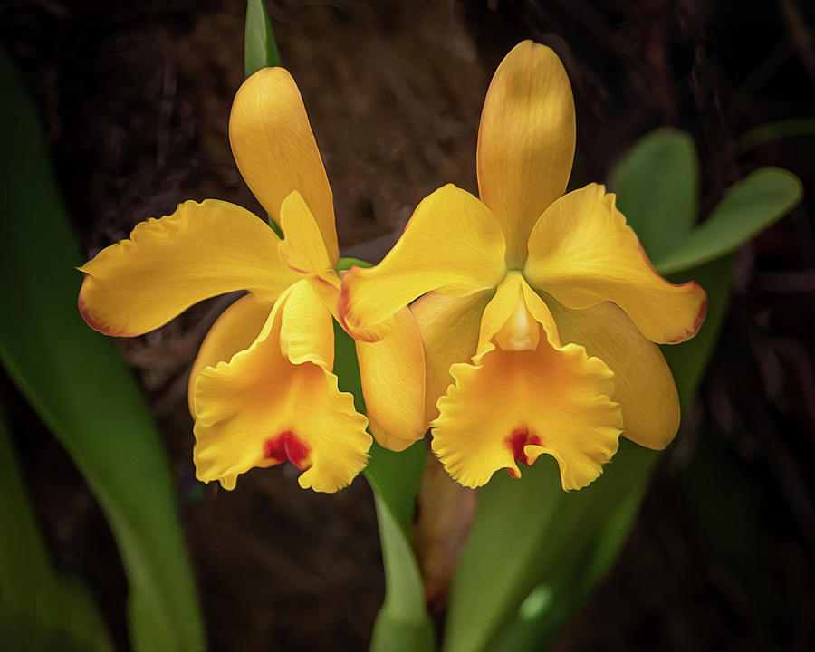 Crimson Cattleya Orchid Duo Photograph by Teresa Wilson