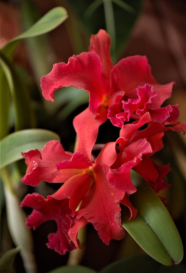 Crimson Cattleya Orchids Mixed Media by Nancy Ayanna Wyatt