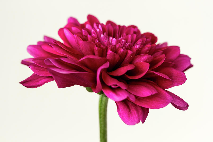 Crimson Chrysanthemum Photograph by Tanya C Smith