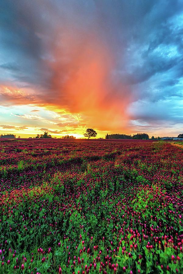 Crimson Clover Sunrise Photograph By Raul And Sarah Alvarez - Fine Art 