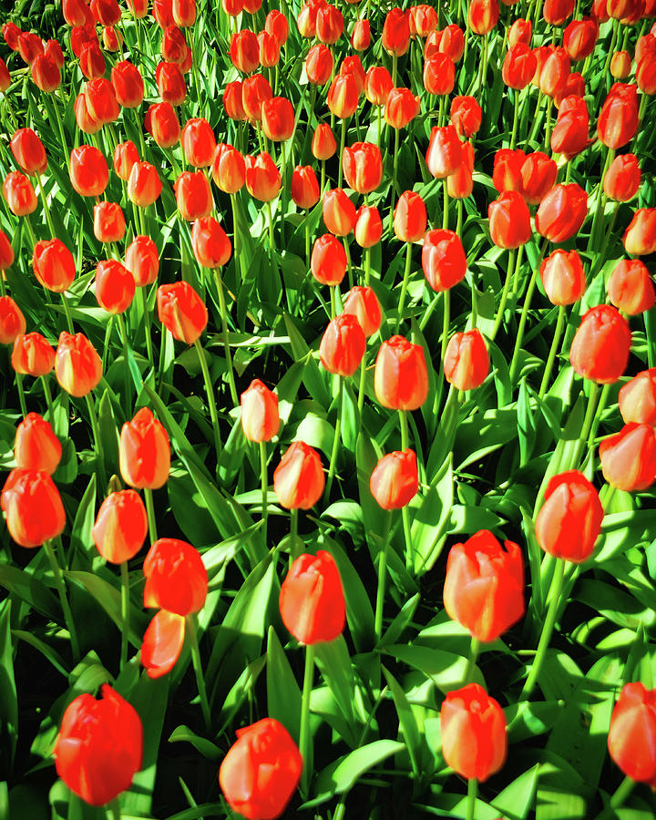 Crimson colored tulips - LU2305-1030385-ORT Photograph by Jordi Carrio Jamila