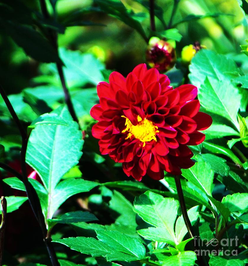 Flowers Still Life Photograph - Crimson Dahlia Bloom        Indiana   Telephoto Image        Autumn by Rory Cubel