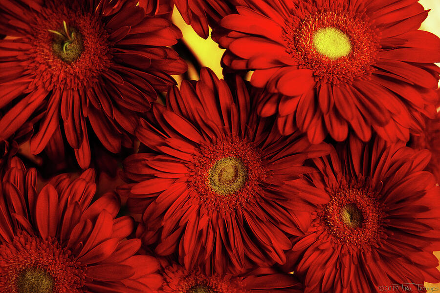 Crimson Daisies Photograph by TruImages Photography