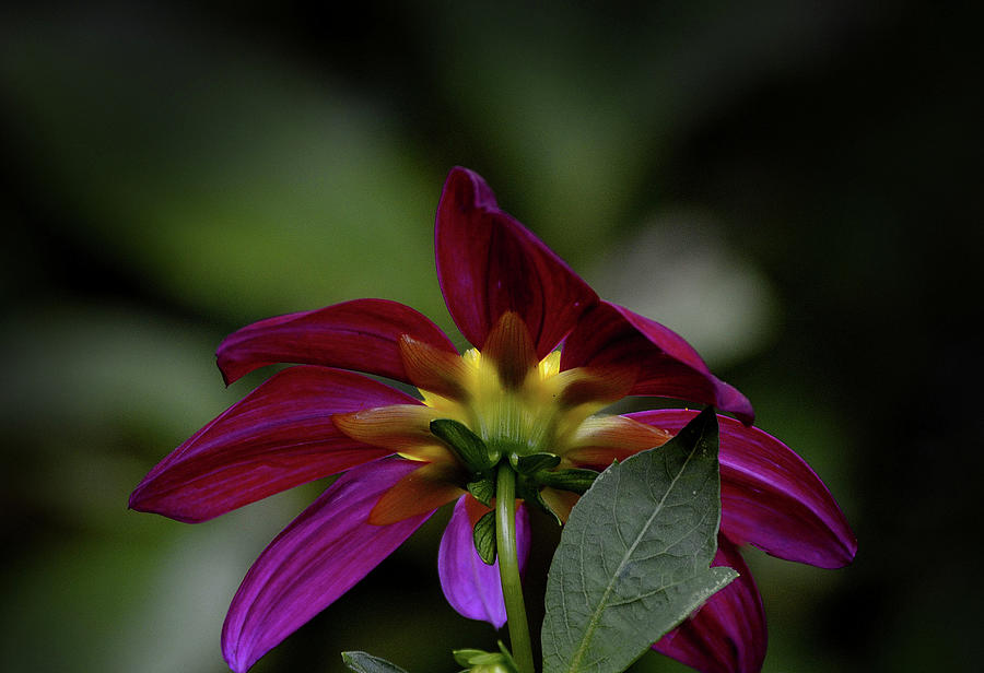 Crimson daisy 2 Photograph by Nadalyn Larsen