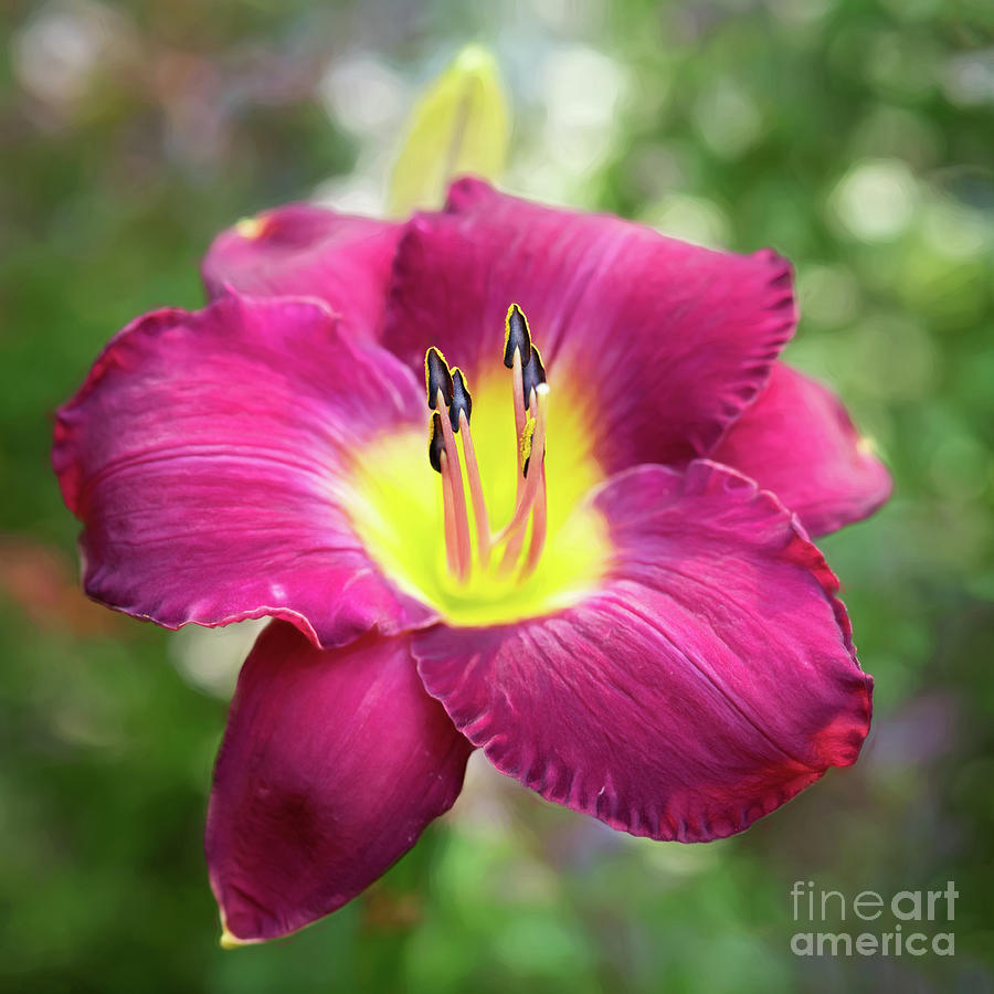 Crimson Daylily In All Her Glory Photograph