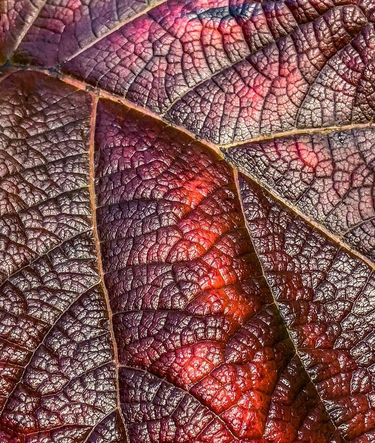 Crimson Details Photograph by Cate Franklyn