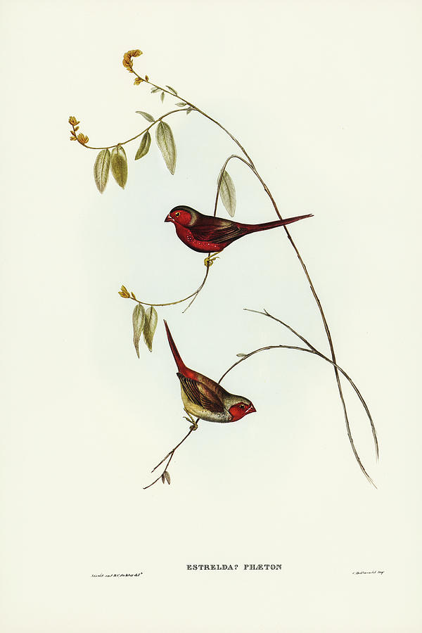 John Gould Drawing - Crimson Finch, Estrelda Phaeton by John Gould