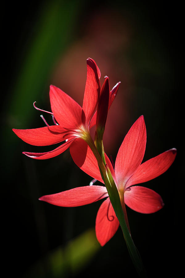 Afternoon Photograph - Crimson Flag Lily by Robert Potts
